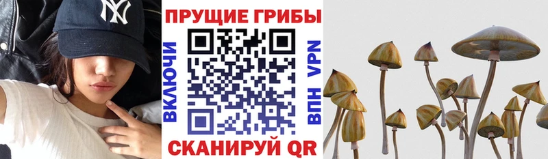 Псилоцибиновые грибы GOLDEN TEACHER Трубчевск